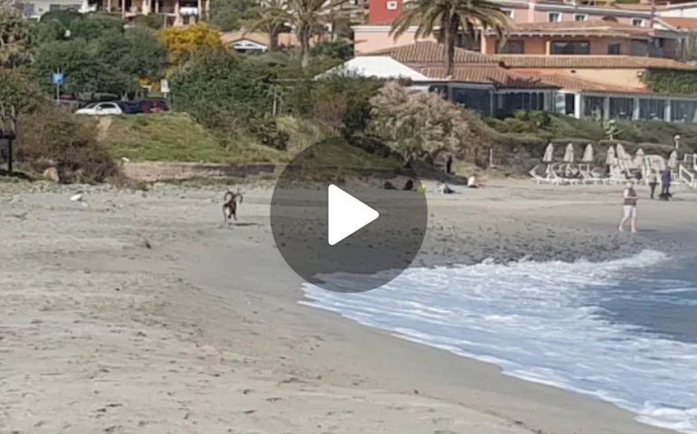 (VIDEO) Ogliastra, un maestoso muflone a passeggio sulla spiaggia di Porto Frailis (Arbatax)