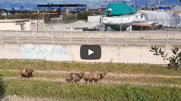 (VIDEO) Un branco di mufloni a passeggio nella ferrovia di Arbatax