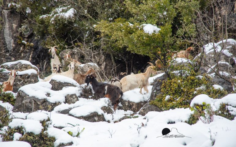 Maltempo, torna il freddo in Sardegna: nevica nel Nuorese