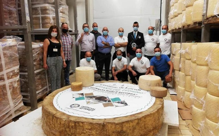 Lo sapevate? Il pecorino più grande del mondo è stato fatto in Sardegna: pesava quasi 600 kg