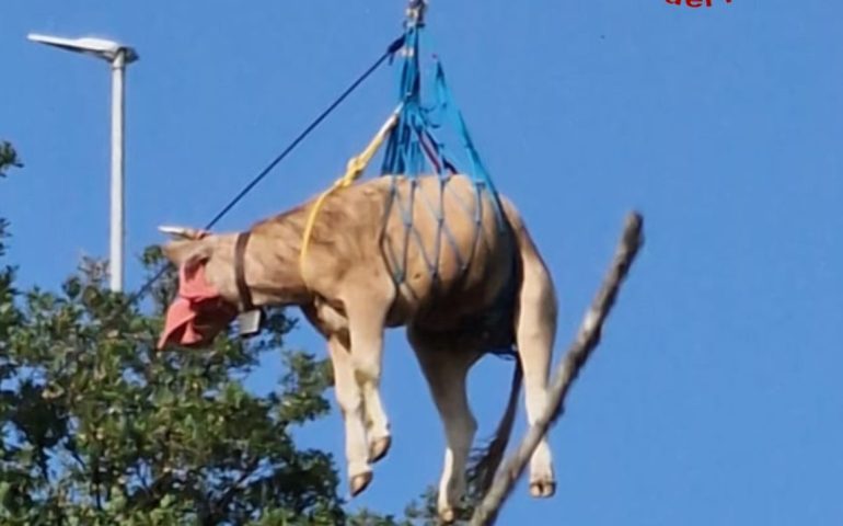 Mucca precipita durante il parto in un anfratto: la salvano i Vigili del Fuoco