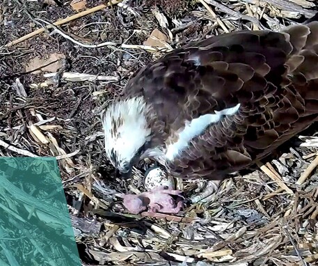 La Sardegna festeggia la nascita del primo pullo di falco pescatore