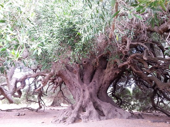 Lo sapevate? In Sardegna si trova l’albero più antico d’Italia: un olivastro di 4mila anni