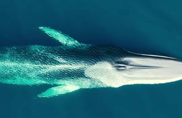 balene-baunei