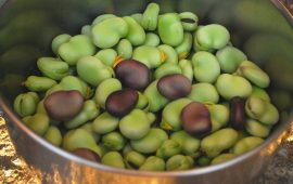 Le fave: sapevate che sono i legumi più coltivati in Sardegna?