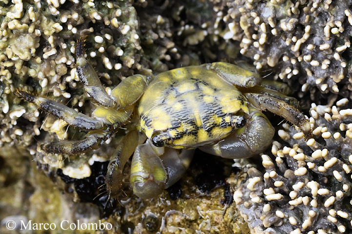 Sardegna, importante scoperta naturalistica: avvistata una specie di granchio mai segnalata prima