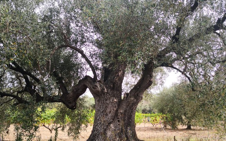 “Camminata tra gli olivi”: domenica 30 ottobre un suggestivo percorso tra gli alberi secolari di Ilbono