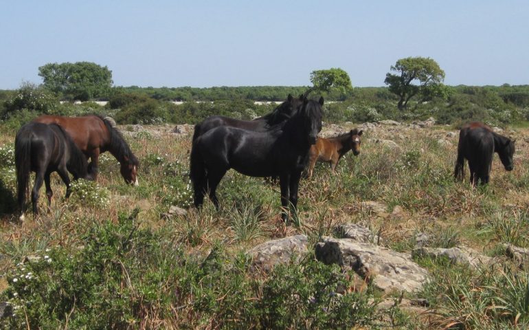 Lo sapevate? I cavallini della Giara discendono dai cavalli selvatici presenti in Sardegna già dal Neolitico