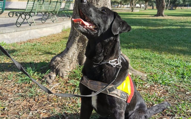 Bolina, cane da soccorso, ritrova sana e salva l’anziana scomparsa in Sardegna
