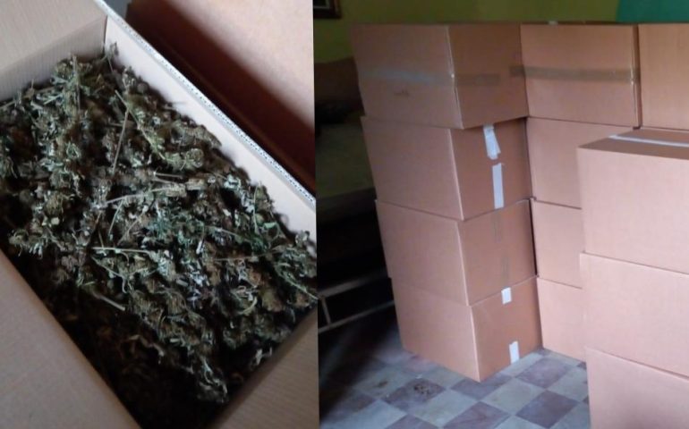 Nuorese, sequestrati oltre 200 kg di cannabis in un’abitazione: arrestati due giovani