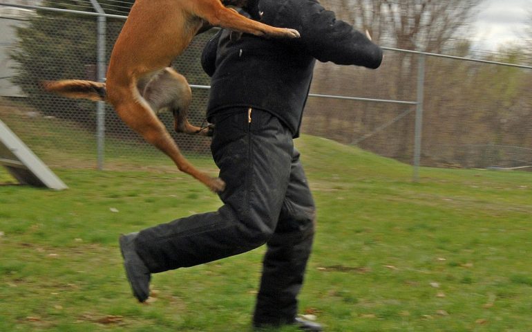 Bari Sardo, cane incustodito si avventa su un assistente sociale: denunciato il proprietario