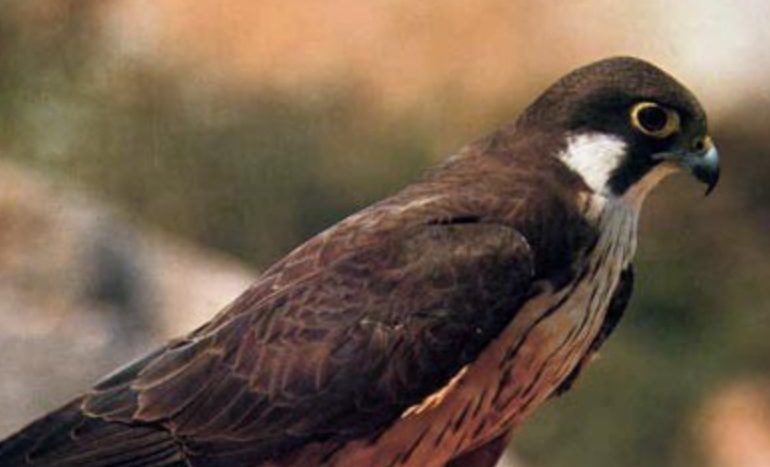 Lo Sapevate? Il falco di Eleonora prende il nome dalla Giudicessa d’Arborea: grazie a lei la salvezza dall’estinzione