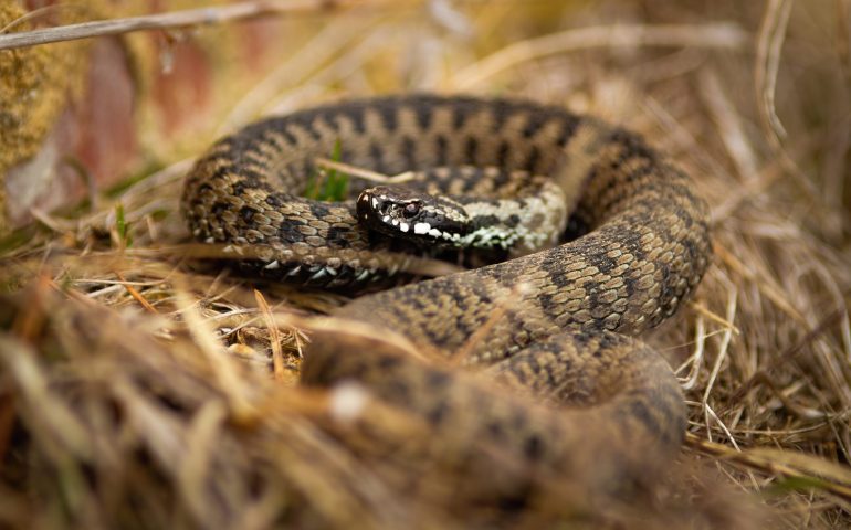 La curiosità. Perchè in Sardegna non esistono le vipere?