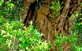 Lo sapevate? Gli alberi di mirto più grandi del Mondo si trovano in Sardegna. Scoprite dove