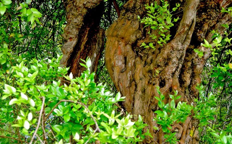 Lo sapevate? Gli alberi di mirto più grandi del Mondo si trovano in Sardegna. Scoprite dove