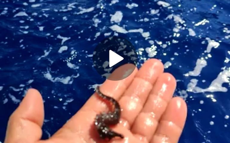 (FOTO e VIDEO) Ogliastra, il salvataggio di un cavalluccio marino