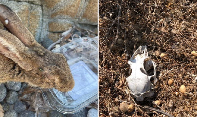 Moria di conigli nani all’Isola di Malu Entu. L’allarme degli ambientalisti: “Il caldo li sta uccidendo”