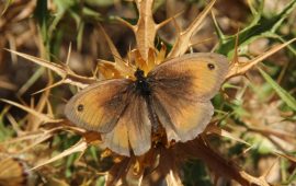 Lo sapevate? Il satiro dei nuraghi è una rara farfalla che vive solo in Sardegna