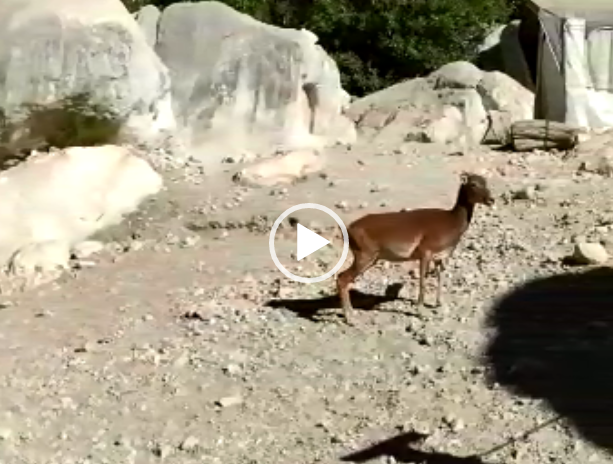 (VIDEO) Gorroppu, un gruppo di mufloni nel suggestivo canyon