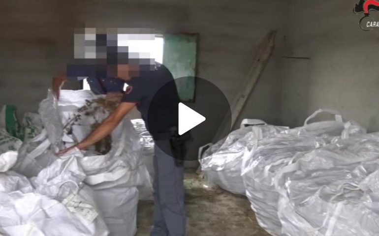 (VIDEO) Sardegna, oltre 5 quintali di droga nascosti in un capannone: arrestato imprenditore agricolo