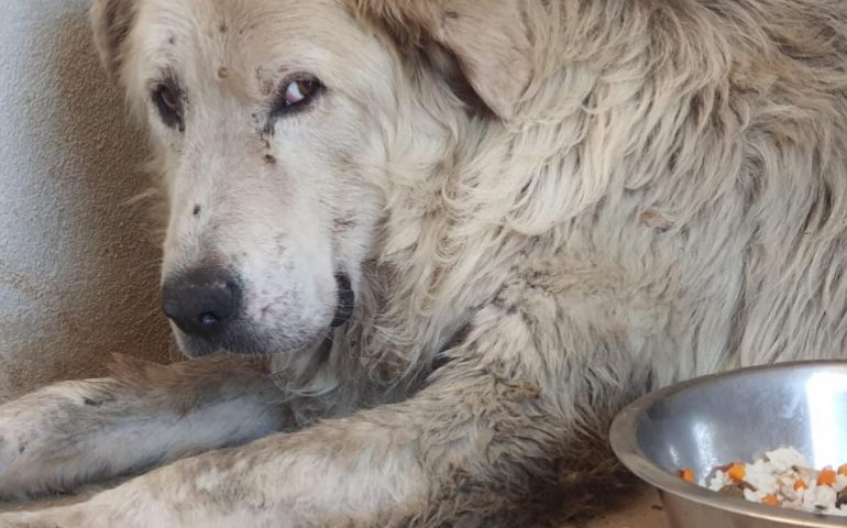 L’anziano cane da pastore abbandonato: una vita di fedeltà ignorata nel momento del bisogno