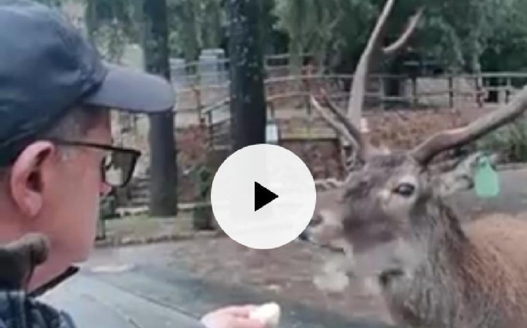 (VIDEO) Il cervo Gravellu – mascotte di Montarbu – ricoverato al centro veterinario di Monastir