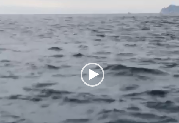 (VIDEO) Delfini a Pedra Longa, l’emozionante video girato da uno skipper di Santa Maria