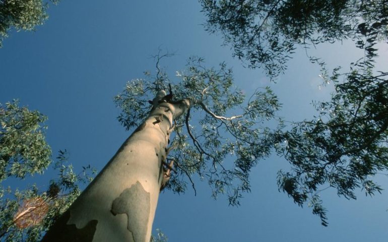 Lo sapevate? Ecco perché in Sardegna, soprattutto nelle coste, ci sono migliaia di eucalyptus