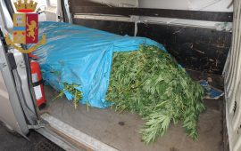 Maxi sequestro nel Nuorese: 90 kg di marijuana trovati in campagna dalla Polizia di Stato