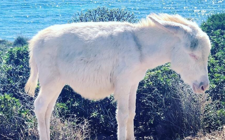 Lo sapevate? In Sardegna ci sono 36 specie animali rarissime: ecco quali