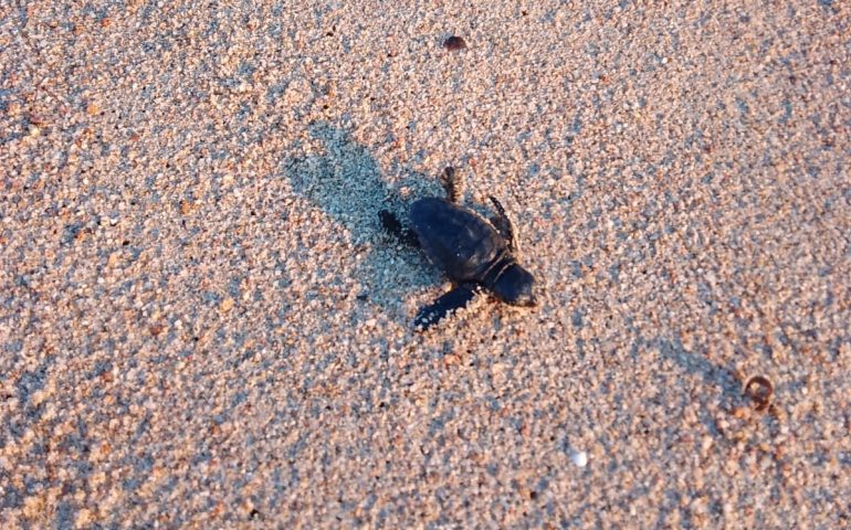 (FOTO) Il miracolo della natura a Tortolì: piccola tartaruga esce dall’uovo e corre verso il mare