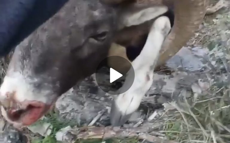 (VIDEO) Un muflone resta intrappolato ma un ragazzo lo libera: il suo sguardo dice tutto