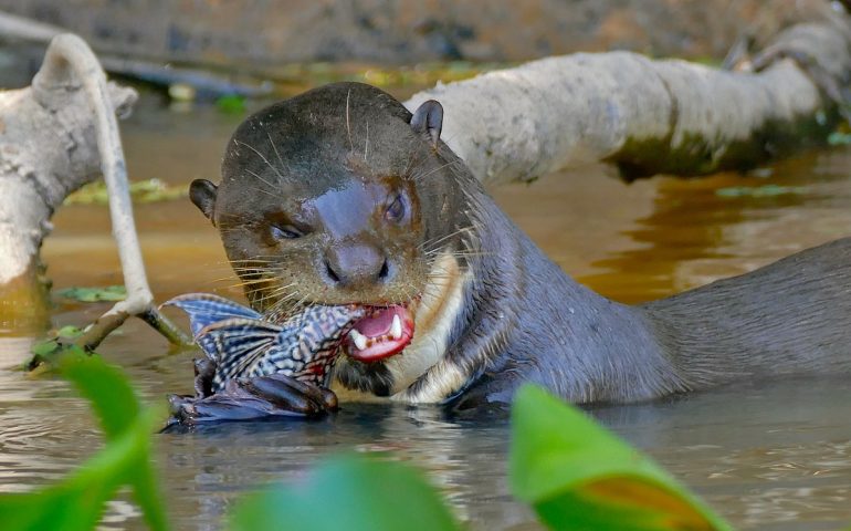 Anticamente in Sardegna viveva una lontra gigante, una delle più grandi mai vissute