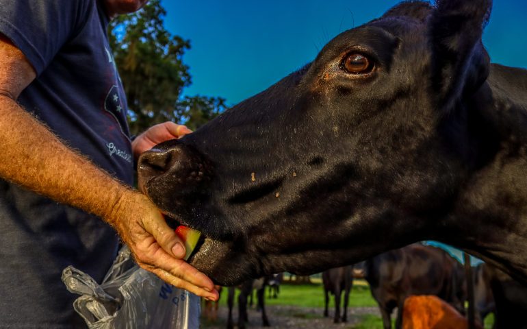 Lo sapevate? Nella Tortolì del passato esisteva un “domatore di animali”