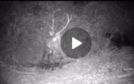 (VIDEO) Il bramito del cervo lo avete mai ascoltato? Fatelo ora ( ed emozionatevi)