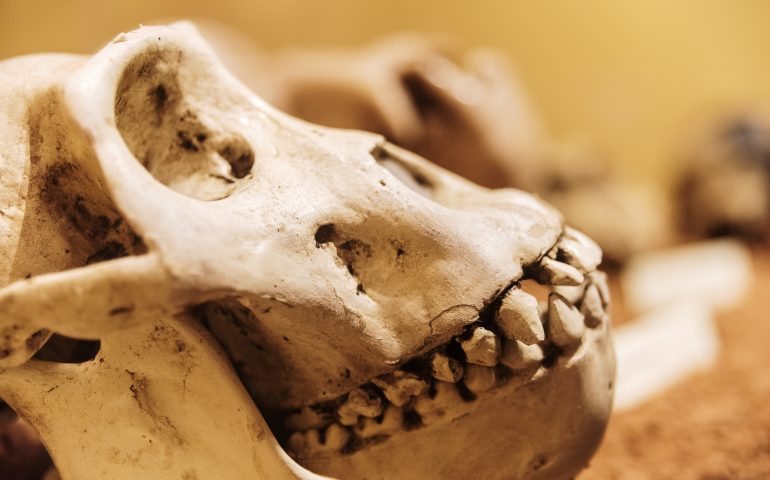 In Sardegna è stato trovato il cranio di una scimmia nana di 700mila anni fa