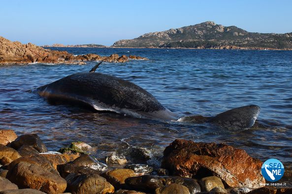 Il Capodoglio di Cala Romantica torna in Sardegna dopo quasi quattro anni