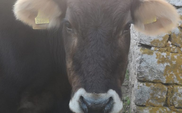 Allarme in Sardegna per la malattia emorragica del cervo: stop a movimentazione capi ovini e bovini