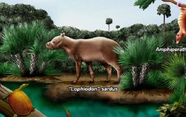 Lo sapevate? 50 milioni di anni fa nel Sulcis vivevano tapiri e opossum