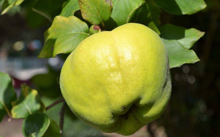 La mela cotogna, frutto dimenticato dell’autunno. Buonissima la marmellata, ottimo per gastriti, glicemia e colesterolo