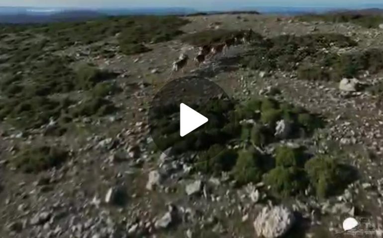 (VIDEO) Ogliastra, l’inarrestabile corsa di un branco di mufloni nel Gennargentu