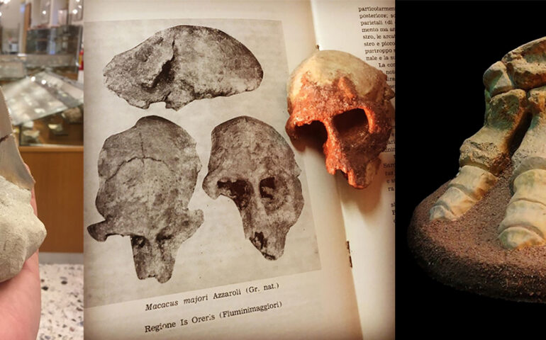 Millepiedi giganti, squali e ittiosauri: il paleontologo Daniel Zoboli ci racconta della Sardegna più antica