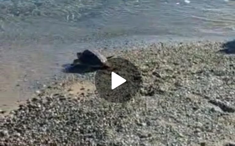 (VIDEO) Arbatax, la tartaruga Tarturo ritorna in mare dopo le cure tra l’entusiasmo dei bimbi