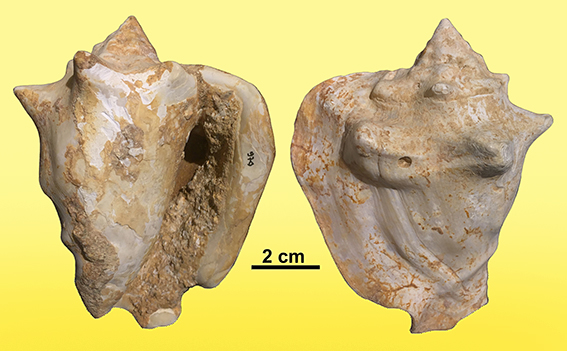 gasteropode Thetystrombus latus