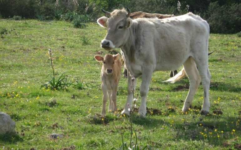 Malattia del cervo e lingua blu, via libera alla movimentazione del bestiame fuori dalla Sardegna