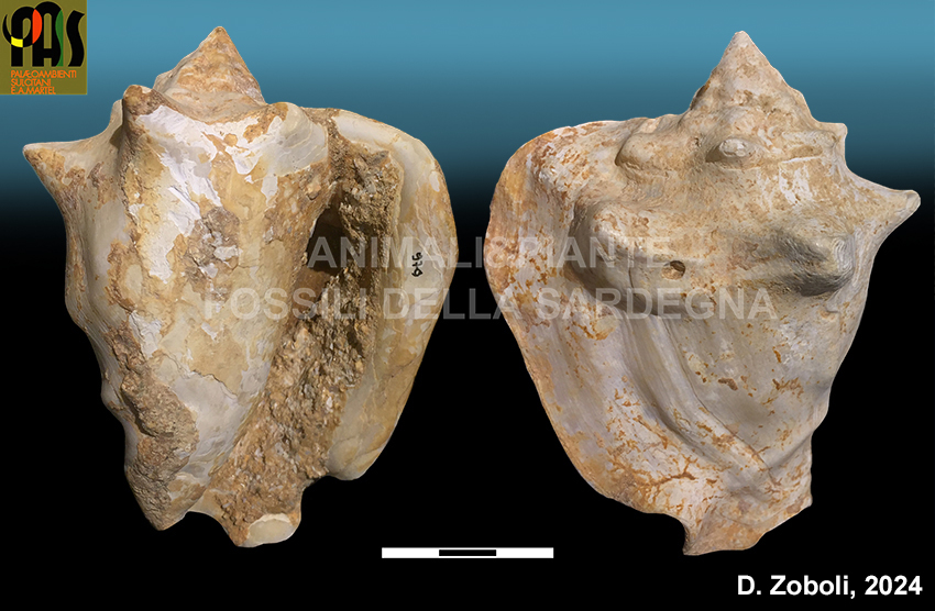 gasteropode Thetystrombus latus
