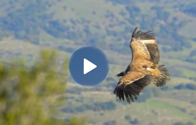 (VIDEO) Il volo di due femmine di grifone liberate nel cielo della Sardegna