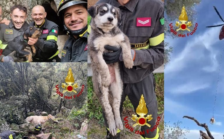 Vigili del fuoco sardi in prima linea per la tutela degli animali: salvati due cani e un vitello