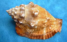 gasteropode Thetystrombus latus