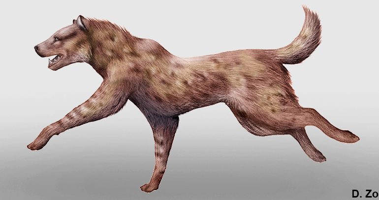 Lo sapevate? Un tempo in Sardegna viveva la “iena cacciatrice”, un super predatore